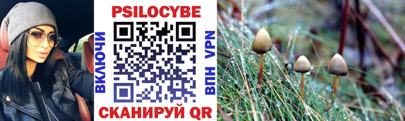 Купить  Алагир  Псилоцибиновые грибы Psilocybine cubensis 